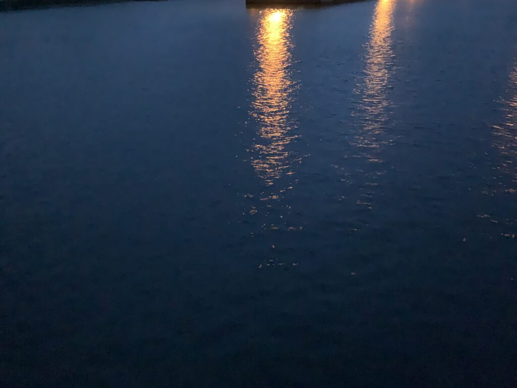 夜の穏やかな漁港で簡単に釣れるカサゴ