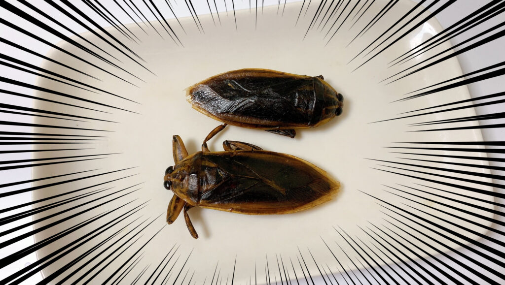 タガメの寿命 – タガメ 一生見れない : 季節外れのタガメ繁殖のくふう | 東京ズーネット – HPLAX