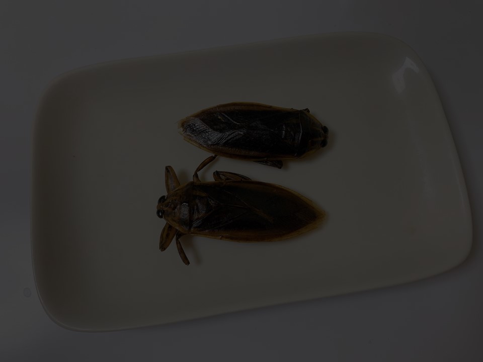 サンシャイン水族館にある昆虫食専門の自動販売機で買った食用タガメは完全にゴキブリ