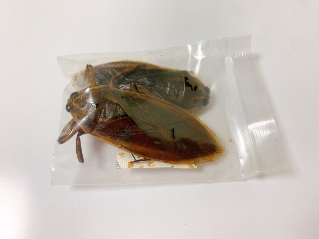 サンシャイン水族館にある昆虫食専門の自動販売機で買った食用タガメをレビュー