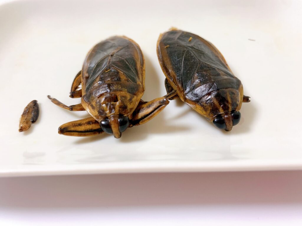 サンシャイン水族館にある昆虫食専門の自動販売機で買った食用タガメは完全にゴキブリ
