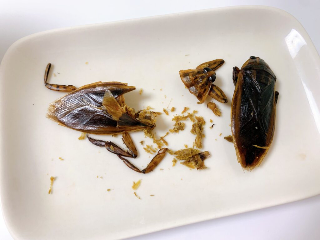 サンシャイン水族館にある昆虫食専門の自動販売機で買った食用タガメは虫の味