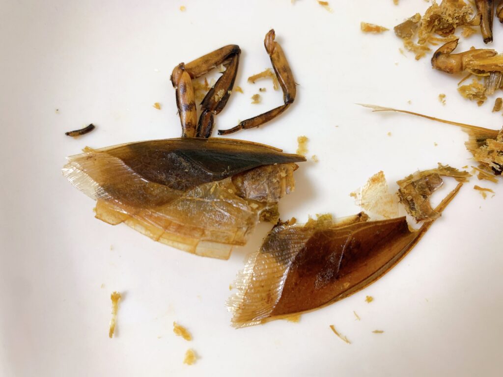 サンシャイン水族館にある昆虫食専門の自動販売機で買った食用タガメは虫の味