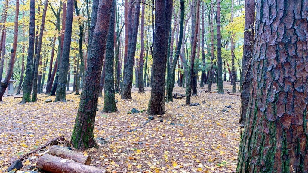 浩庵テント村（第2キャンプ場）は予約が取りやすく、紅葉が映える林間サイトが魅力のおすすめの超穴場。歩けば本栖湖にもアクセス可能だが、ゆるキャン△の聖地・浩庵キャンプ場とは違い富士山や本栖湖は見れない。冬季の閉鎖やたぬきの多さがデメリット。