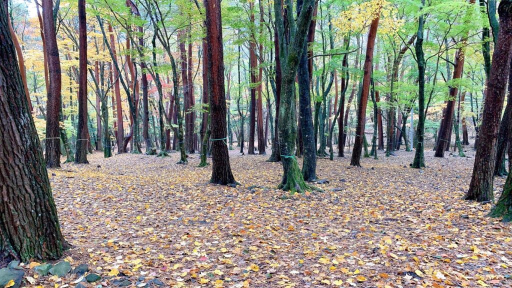 浩庵テント村（第2キャンプ場）は予約が取りやすく、紅葉が映える林間サイトが魅力のおすすめの超穴場。歩けば本栖湖にもアクセス可能だが、ゆるキャン△の聖地・浩庵キャンプ場とは違い富士山や本栖湖は見れない。冬季の閉鎖やたぬきの多さがデメリット。