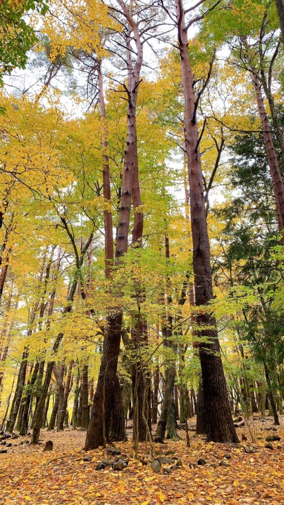 浩庵テント村（第2キャンプ場）は予約が取りやすく、紅葉が映える林間サイトが魅力のおすすめの超穴場。歩けば本栖湖にもアクセス可能だが、ゆるキャン△の聖地・浩庵キャンプ場とは違い富士山や本栖湖は見れない。冬季の閉鎖やたぬきの多さがデメリット。